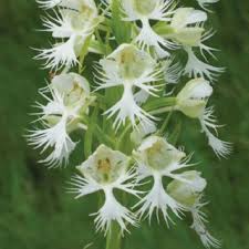 Fringed Orchid Flower Seeds for Planting – Heirloom, Non-GMO, Perfect for Borders Organic Garden Seeds