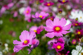 Linda Flower Seeds for Planting – Sun Loving, Heirloom, Non-GMO, High Germination Organic Garden Seeds