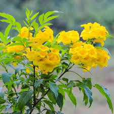 Tecoma Flower Seeds for Planting | Heirloom Non-GMO High Germination Organic Garden Seeds
