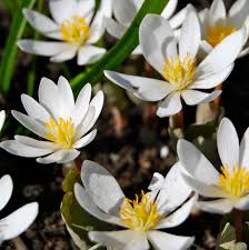 White Sanguinaria Flower Seeds for Planting – Heirloom, Non-GMO, High Germination Organic Garden Seeds
