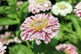Elegans Peppermint Flower Seeds for Planting – Garden Favorite Heirloom Non-GMO High Germination Organic Garden Seeds