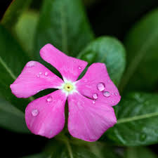 Pink Catharanthus Flower Seeds – Heirloom, Non-GMO, High Germination Organic Garden Seeds