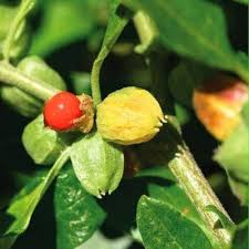 Green Withania Somnifera Flower Seeds for Planting – Easy to Grow, Heirloom, Non-GMO, High Germination