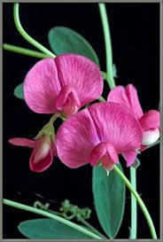 Sweet Peas Flower Seeds for Planting - Heirloom, Non-GMO, High Germination Organic Garden Seeds