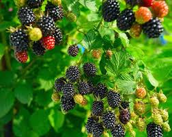 Bunchberry Seeds for Planting – Heirloom, Non-GMO, High Germination Seeds for Organic Home Garden
