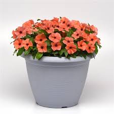 Orange Periwinkle Flower Seeds for Planting | Heirloom Non-GMO High Germination Organic Garden Seeds