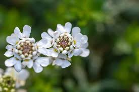 White Candytuft Snow Seeds – Heirloom, Non-GMO, Pollinator Friendly