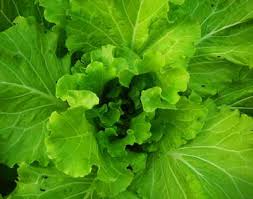 Green Brassica flower seeds for planting - Heirloom & Non-GMO Garden Seeds