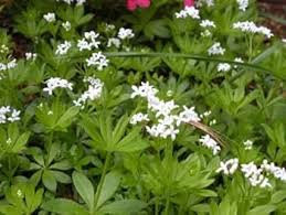 Asperula Flower Seeds – Heirloom, Non-GMO, Cottage Garden Essential