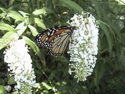 White Butterfly Bush Flower Seeds for Planting – Heirloom, Non-GMO, High Germination Organic Garden Seeds