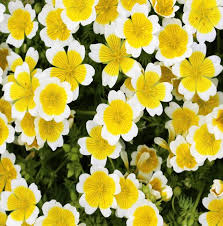 Heirloom Limnanthes Douglasii Flower Seeds – Non-GMO, High Germination Organic Garden Seeds