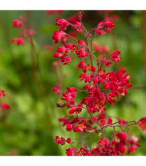 Heirloom Coral Bells Flower Seeds – Non-GMO, High Germination Organic Garden Seeds