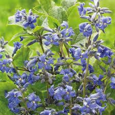 Clematis Heracleifolia Flower Seeds for Planting – Heirloom, Non-GMO, Pollinator Friendly Organic Garden Seeds