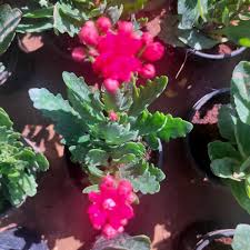 Kalanchoe Purple Flower Seeds for Planting – Heirloom Non-GMO High Germination Organic Garden Seeds