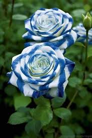 White Blue Rose Flower Seeds for Planting – Easy to Grow, Heirloom, Non-GMO, High Germination Garden Seeds