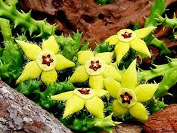 Stapelia Flower Seeds for Planting – Hardy Variety Heirloom Non-GMO High Germination Organic Garden Seeds