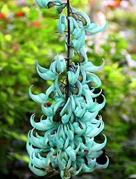 Sky Blue Endangered Jade Flower Seeds for Planting – Heirloom, Non-GMO Long-Bloom Organic Garden Seeds