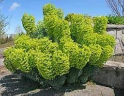 Mediterranean Spurge Flower Seeds – Heirloom, Non-GMO, Cut Flower Favorite Organic Garden Seeds for Planting