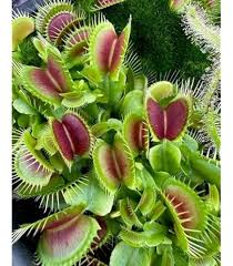 Carnivorous Flower Seeds for Planting – Heirloom, Non-GMO, High Germination Organic Garden Seeds