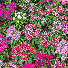 Mix Dianthus Flower Seeds for Planting – Heirloom, Non-GMO Drought-Tolerant Organic Garden Seeds