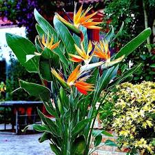 Orange Violet Strelitzia Flower Seeds for Planting – Heirloom Non-GMO, High Germination, Fragrant Blooms