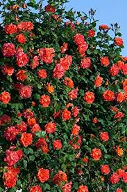 Orange Climbing Rose Flower Seeds for Planting – Heirloom, Non-GMO, High Germination