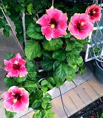 Multi-Colour Hibiscus Flower Seeds for Planting – Compact Growth, Heirloom, Non-GMO, High Germination Organic Seeds