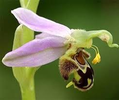 Bee Ragwort Flower Seeds for Planting – Easy to Grow, Heirloom, Non-GMO, High Germination Organic Garden Seeds