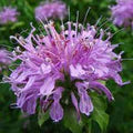 Lavender Bergamot Flower Seeds for Planting – Heirloom, Non-GMO, High Germination Garden Seeds
