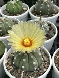 Astrophytum Flower Seeds for Planting – Heirloom, Non-GMO & High Germination Cactus Seeds