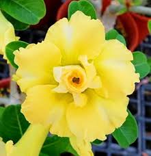 Light Yellow Adenium Obesum Flower Seeds – Non-GMO, High Germination Heirloom Organic Garden Seeds