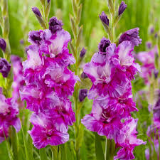 White Purple Gladiolus Flower Seeds for Planting – Perfect for Borders, Heirloom, Non-GMO, High Germination
