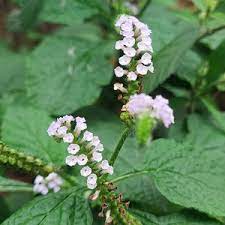 Herb Seeds,Garden seeds, Seeds For Planting,Plant Seeds