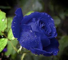 Blue Rose Flower Seeds for Planting – Heirloom, Non-GMO, High Germination Premium Garden Seeds
