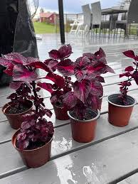 Burgundy Coleus Flower Seeds for Planting – Heirloom, Non-GMO, Long Bloom Season Organic Garden Seeds