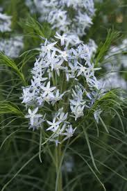 Amsonia Hubrichtii Flower Seeds for Planting – Long Bloom Season, Heirloom, Non-GMO, High Germination