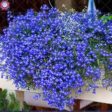 Mixed Gypsophila Paniculata Flower Seeds for Planting – Long Bloom Season, Heirloom, Non-GMO, High Germination Organic Garden Seeds