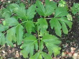 Angelica Keiskei Herb Seeds for Planting – Heirloom, Non-GMO, Organic Garden Seeds with High Germination