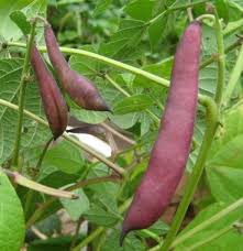 Black Turtle Pole Bean vegetable seeds for planting - Heirloom & Non-GMO Garden Seeds