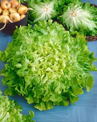 Kale Plant Seeds for Planting – Heirloom & Non-GMO, High Germination Organic Seeds for Nutritious Leafy Greens