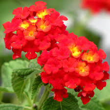 Red Yellow Lantana Flower Seeds - Colorful Display, Heirloom, Non-GMO Organic Garden Seeds for Planting