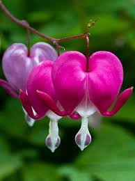 Pink Bleeding Heart Flower Seeds for Planting – Heirloom, Non-GMO, High Germination Organic Garden Seeds
