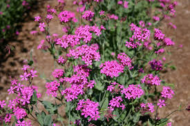 Purple Catchfly Flower Seeds for Planting – Heirloom, Non-GMO, High Germination Organic Garden Seeds