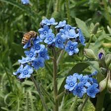 Blue Cynoglossum Flower Seeds for Planting – Heirloom, Non-GMO, Vibrant Color Organic Garden Seeds