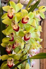 Green Cymbidium Orchid Flower Seeds for Planting – Shade-Tolerant, Heirloom & Non-GMO, High Germination