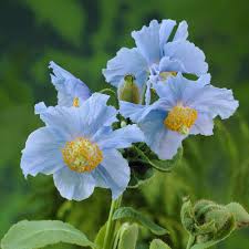Meconopsis Flower Seeds for Planting - Vibrant Colors, Heirloom &amp; Non-GMO Seeds for Home Garden