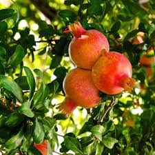 Orange Pomegranate Fruit Seeds for Planting – Heirloom Non-GMO, High Germination Organic Garden Seeds