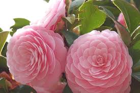 Heirloom Camellia Flower Seeds for Planting – Non-GMO, High Germination, Organic Garden Seeds for Cut Flowers