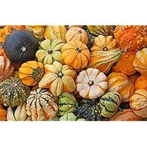 Ornamental Pumpkin Seeds Mix for Planting – Heirloom Non‑GMO High Germination Organic Garden Seeds