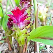 Curcuma Flower Seeds | Heirloom Non-GMO Organic Garden Seeds for Planting